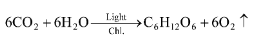 Photosynthesis