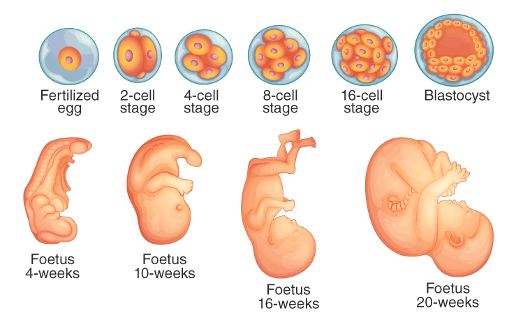 Post-Fertilization