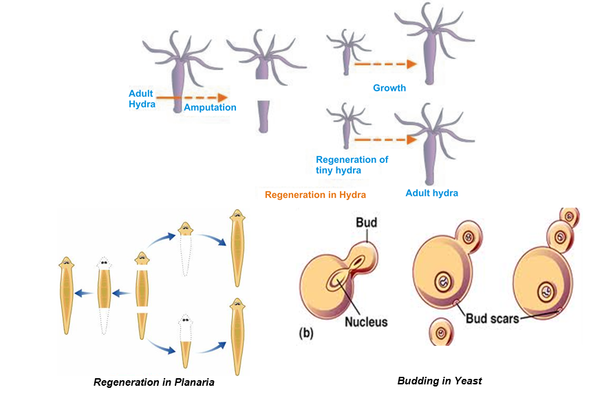 regeneration