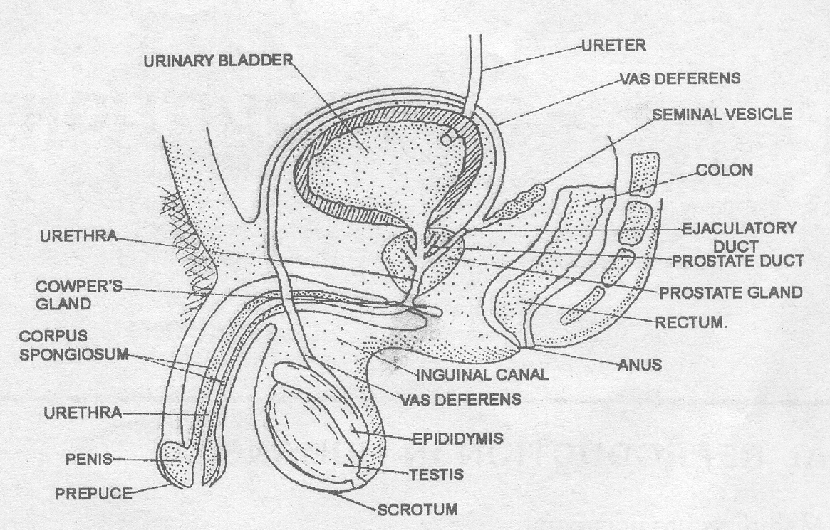 reproductive system