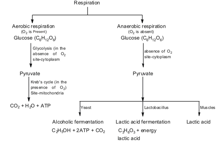 Respiration