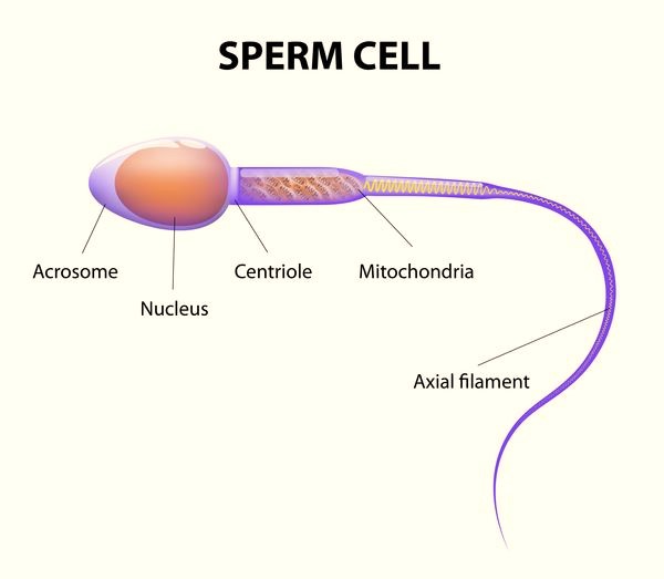 sperm cell