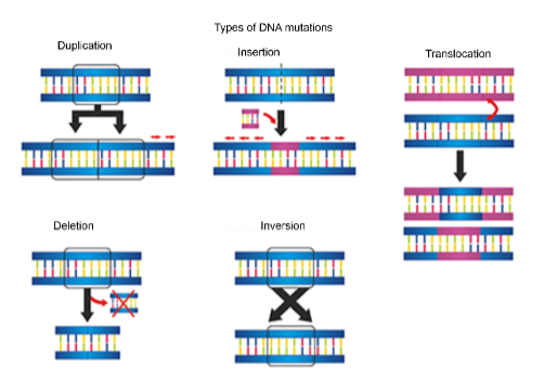 Types of DNA Mutation