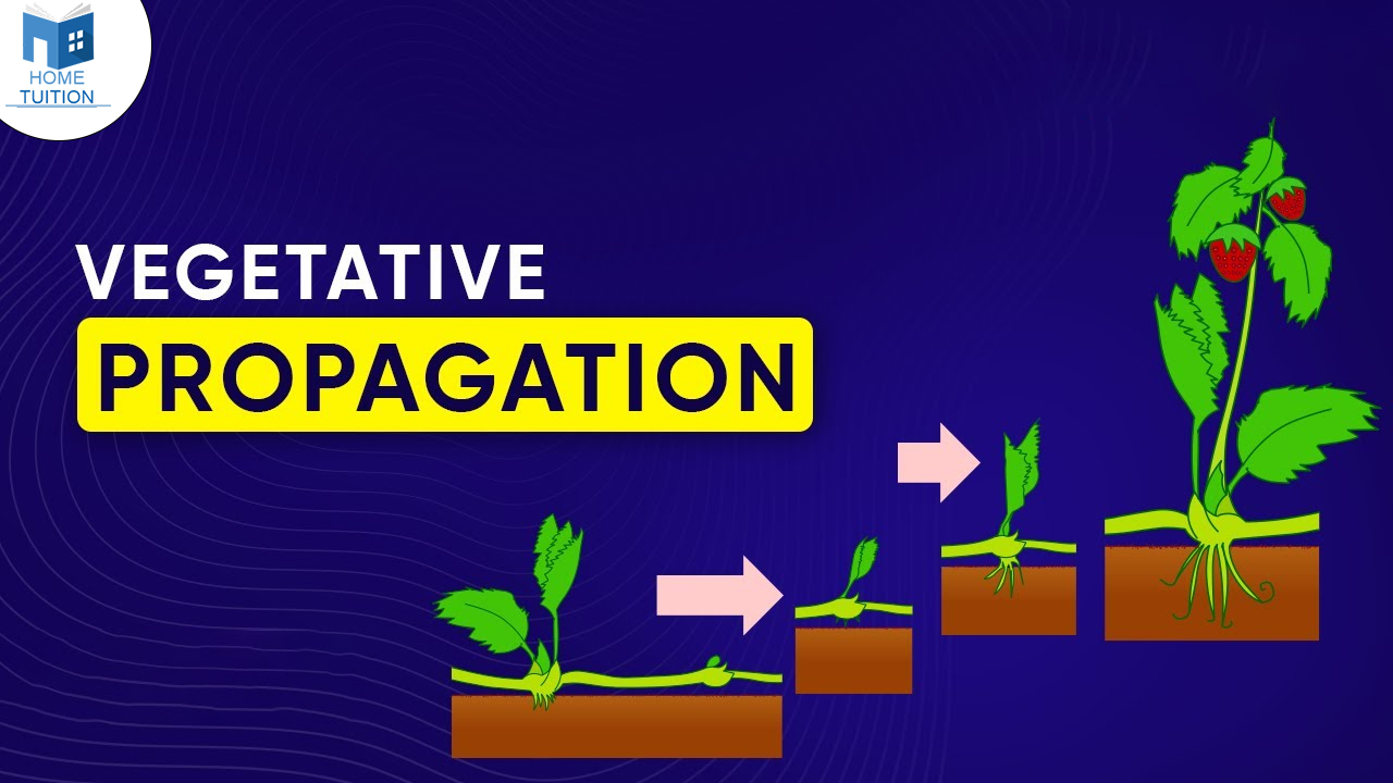 Vegetative Propagation - Definition, Types and Examples