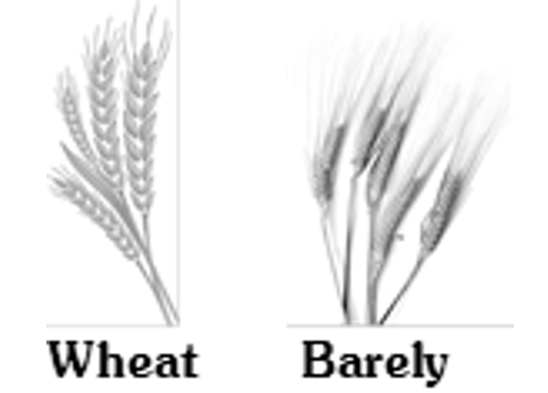 wheat-barely