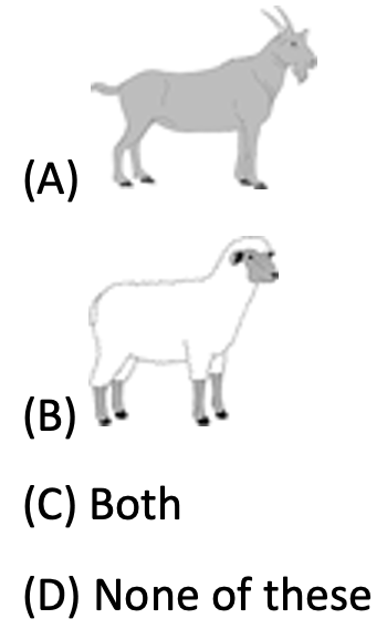 animal-goat-sheep