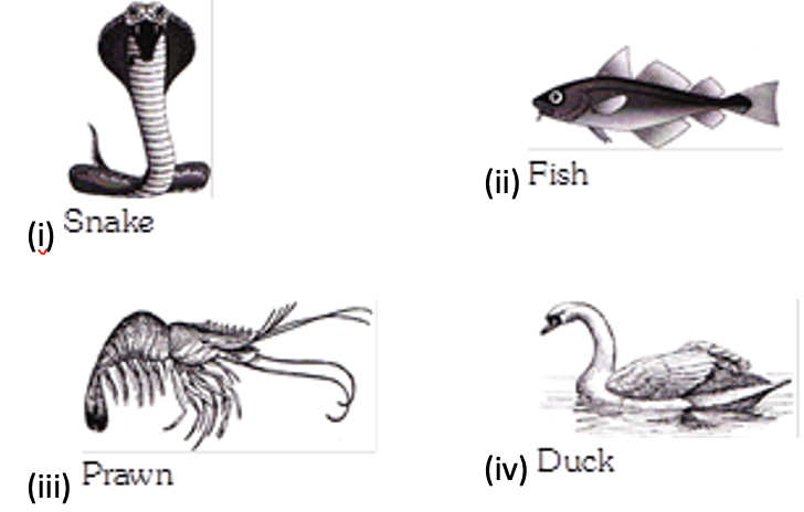 Which of the following animals breathe through gills