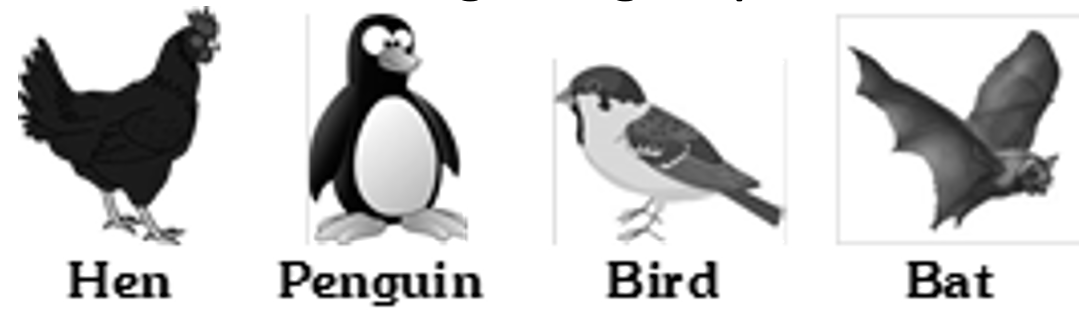 hen-penguin-bird-bat