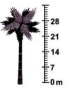Worksheet for class 2 chapter 15 Treeheight